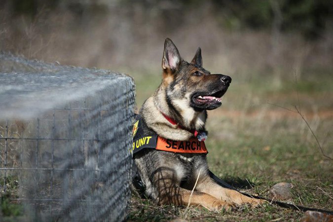 Vom Banach K9 German Shepherd Detection Dogs 01