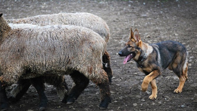 Koda vom Banach, owned by John Hawkins moves the herd with innate skill and precision.