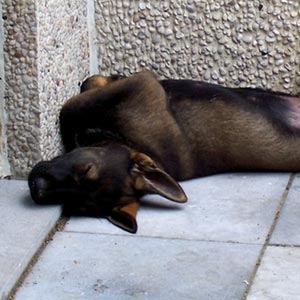 Pile of sleeping puppies