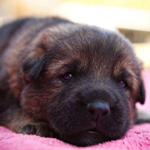 Resting German Shepherd Puppy