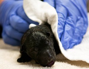 New born german shepherd puppy getting cleaned up