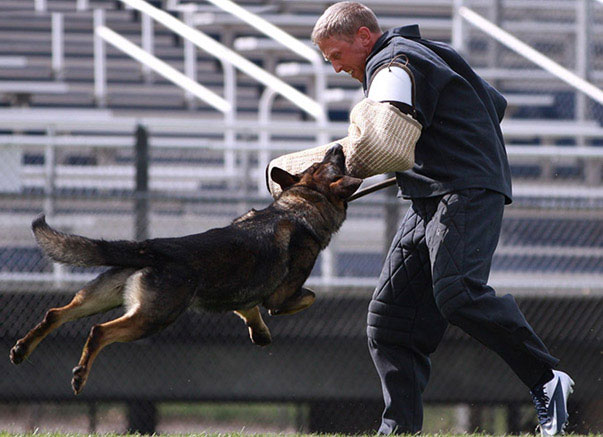 Vom Banach K9 Dog training