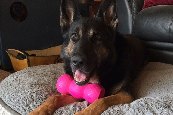 Vom Banach K9 Running and Playing with a ball