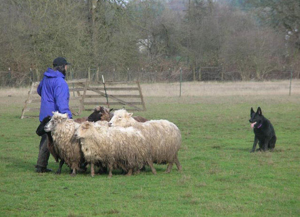 Select European import bloodlines infuse Vom Banach K9 German Shepherds with strong herding instincts.