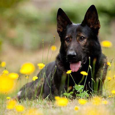 German Shepherd in field, playing with a stick