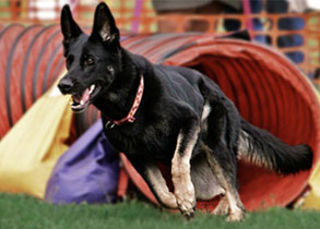 Vom Banach K9 Agility Training