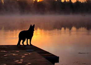 Vom Banach K9 - on dock watching the sunset