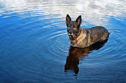 Vom Banach K9 - Chillin in the lake