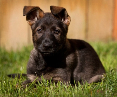 If you’re considering a Vom Banach K9, a DDR/Czech or West German working dog, or any other working line breed, we ask that you consider these questions as part of your deliberation.